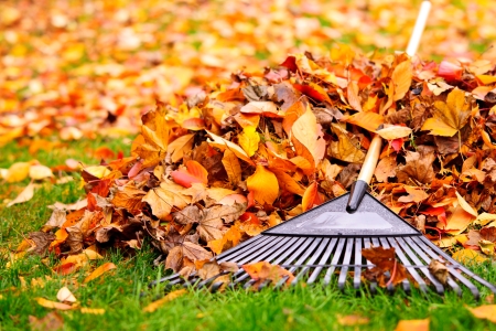Leaf Raking